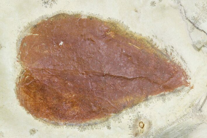 Fossil Leaf (Morus) - Montana #105231